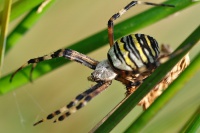 Krizak pruhovany 6044